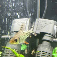 تعدادی ماهی گیاهخوار|ماهی|زابل, |دیوار