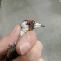 سهره|پرنده|تهران, فرحزاد|دیوار