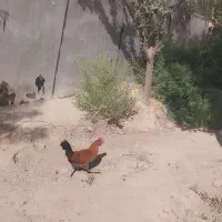 فروش خروس گلین|حیوانات مزرعه|مهاجران, |دیوار