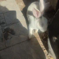 خرگوش سالم وبازیگوش