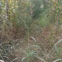علوفه|خدمات باغبانی و درختکاری|شاهین دژ, |دیوار
