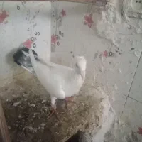 فروش یک جفت کبوتر رنگی قشنق