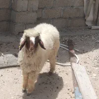بره نر|حیوانات مزرعه|اشکنان, |دیوار