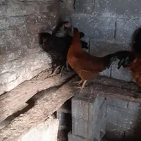 جوجه مرغ سه ماهه|حیوانات مزرعه|بابل, |دیوار