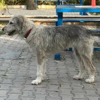 پیدا شده