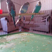 مرغ عشق دانه ای ۱۸۰هزار|پرنده|هشتگرد, فاز ۷ مهستان|دیوار