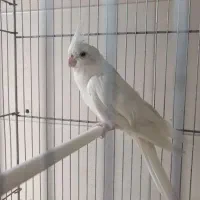 عروس هلندی بالغ آلبینو و لوتینو جفت ماده کار|پرنده|قم, دروازه ری|دیوار