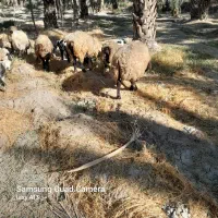 ۱۹راس میش بره دار و آبستن داشتی|حیوانات مزرعه|جره و بالاده, |دیوار