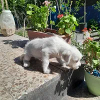 شیتزونژاد اصیل