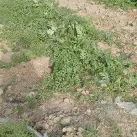 اجاره ۲هکتار زمین برای کشت گندم قطره ای