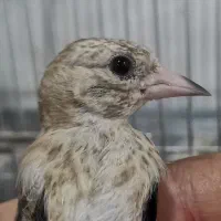 جوجه سهره نر