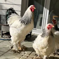 تخم مرغ نطفه دار برهما