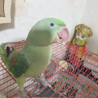 شاه طوطی|پرنده|مشهد, کارمندان دوم|دیوار