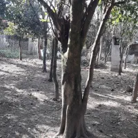 فروش زمین ۳۰۰متری مسکونی