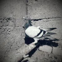 کبوترپلاکی.ماده.مسافتی.پرینت.دار|پرنده|اهواز, کیانشهر|دیوار