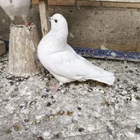 دوتا کفتر ماده|پرنده|خمینی‌شهر, |دیوار