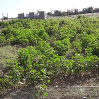 معاوضه وفروش زمین 1000متری بین توشن وگلند فخر آباد|فروش زمین و ملک کلنگی|گرگان, |دیوار