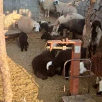 گوسفند زنده میش بز   بره