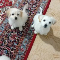 سگ خالص پامرین