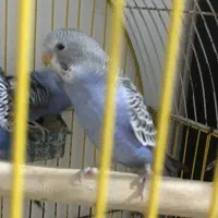 مرغ عشق|پرنده|یزد, |دیوار