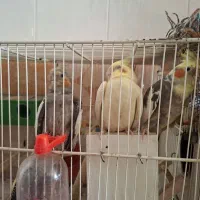 پرنده زینتی|پرنده|شیروان (خراسان), |دیوار