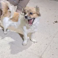 سگ اشتیپز شیتزو|سگ|شهرضا, |دیوار