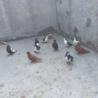 کبوتر رنگی|پرنده|محمدیه-قزوین, |دیوار