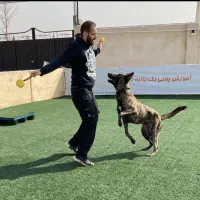 آموزش سگ / مربی سگ / پانسیون سگ