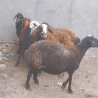 ۳۰راس گوسفند جوان گوشت خالص