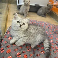 استخدام فروشنده خانم / پت شاپ / شیفت صبح
