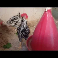 خروس گلین محلی اصل|حیوانات مزرعه|شیراز, سعدیه جنوبی|دیوار