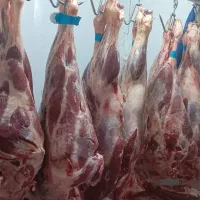 گوشت گوسفندی مخلوط و چرخکرده