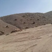 میش افشاری