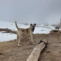 سگ سرابی|سگ|میانه, |دیوار