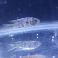 ماهیان زینتیگوشختخواروگیاه خوار آکواریوم و لوازم|ماهی|شهریار, شهریار|دیوار