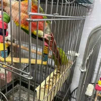 ۴ جفت گرینچیک|پرنده|شهریار, شهریار|دیوار