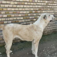 پرادا ماده آلابای اصیل