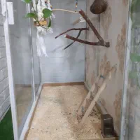 قفس پرنده|لوازم جانبی حیوانات|پاکدشت, پاکدشت (مامازند)|دیوار