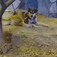 هاسکی باهوش