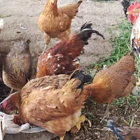 فروش 4 خروس و 15 مرغ تخم گذار|حیوانات مزرعه|شیراز, جمال آباد|دیوار