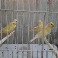 قناری کرست|پرنده|رشت, شهرک آیت الله منتظری|دیوار