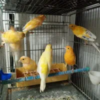 قناری نر رسمی بلند|پرنده|قزوین, |دیوار