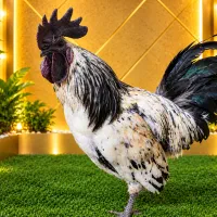 خروس لاکندزی