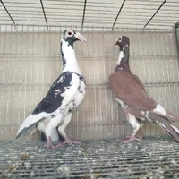 کاریر تعداد|پرنده|اصفهان, ارغوانیه|دیوار