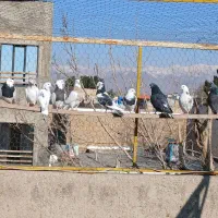 کبوتر|پرنده|هشتگرد, شهرک راه آهن|دیوار