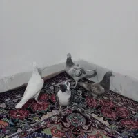 کبوترفروشی