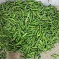خیار خیار شوری ریز و  جا نوشابه ای و نول ودرشت|خوردنی و آشامیدنی|قروه, |دیوار