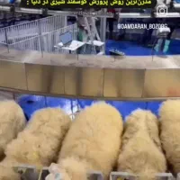 سلام مقداری پشم دارم هرکی خواست درخدمتم