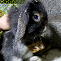 خرگوش لوپ نر بالغ و ماده حامله.بچه خرگوش موجوده