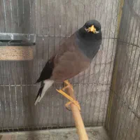 میناسخنگو|پرنده|مشهد, امیریه|دیوار